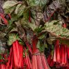 Chard Spinach Beet Rhubarb Chard