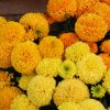 Marigold Dune Mix