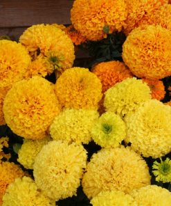 Marigold Dune Mix