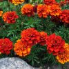 Marigold Fireball