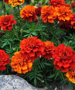 Marigold Fireball