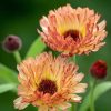 calendula-sunset-buff