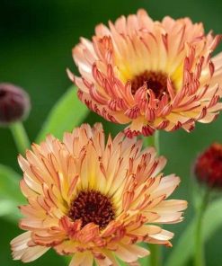 calendula-sunset-buff