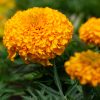 Marigold Taishan H