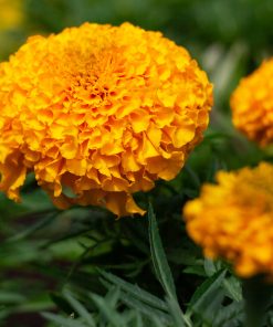 Marigold Taishan H