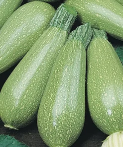 Marrow Faro H