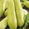 Marrow 184274