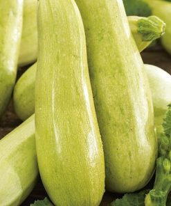 Marrow 184274