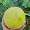 Melon Jucar H