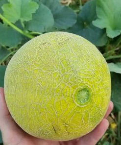 Melon Jucar H