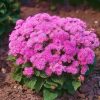 Ageratum Mexican