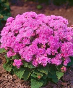 Ageratum Mexican