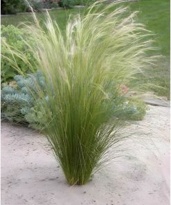 Ornamental Grass Pony Tails