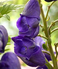 Monkshood