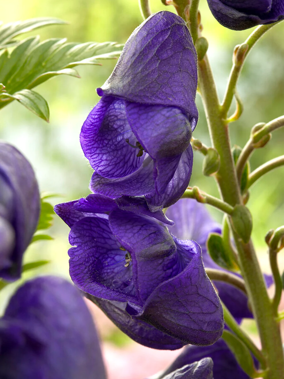 Monkshood