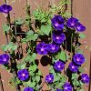 Morning Glory, Ipomoea Knowlians Black