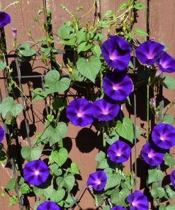 Morning Glory, Ipomoea Knowlians Black