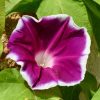 Morning Glory Morning Call