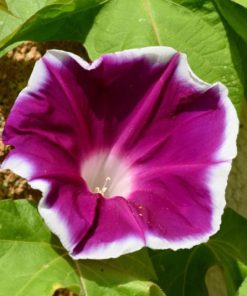 Morning Glory Morning Call