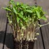 Bean Mung Beans Sprouts and Microgreens