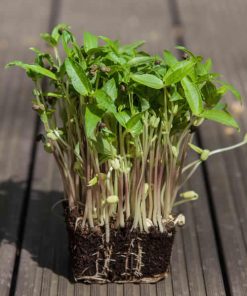 Bean Mung Beans Sprouts and Microgreens