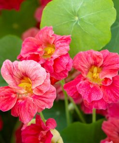 Nasturtium Baby Rose