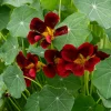 Nasturtium Black Velvet