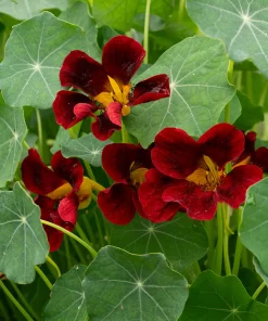 Nasturtium Black Velvet