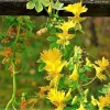 Nasturtium Canary Bird Flower