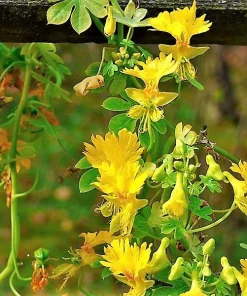 Nasturtium Canary Bird Flower