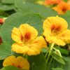 Nasturtium Common Luteus