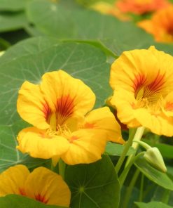 Nasturtium Common Luteus