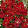 Nasturtium Mahogany Gleam F1