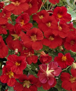 Nasturtium Mahogany Gleam F1