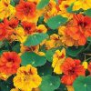 Nasturtium Jewel