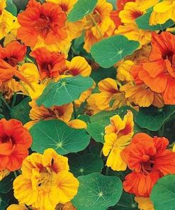 Nasturtium Jewel