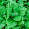 Spinach New Zeland