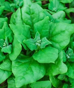 Spinach New Zeland