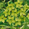Nicotiana Lime Green