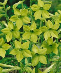 Nicotiana Lime Green