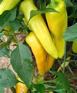 Peper Chili Hungarian Yellow Wax Hot