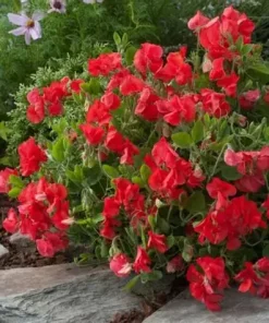 Sweet Pea Villa Roma Scarlet 1g