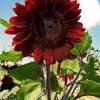 Sunflower Velvey Queen