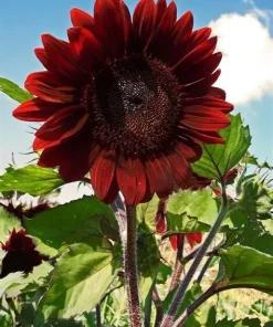 Sunflower Velvey Queen
