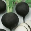Radish Winter Runder Schwarzer