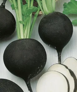 Radish Winter Runder Schwarzer