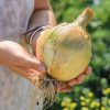 Onion Exhibition