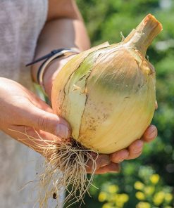 Onion Exhibition