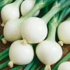 Onion Hibernia