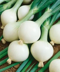 Onion Hibernia